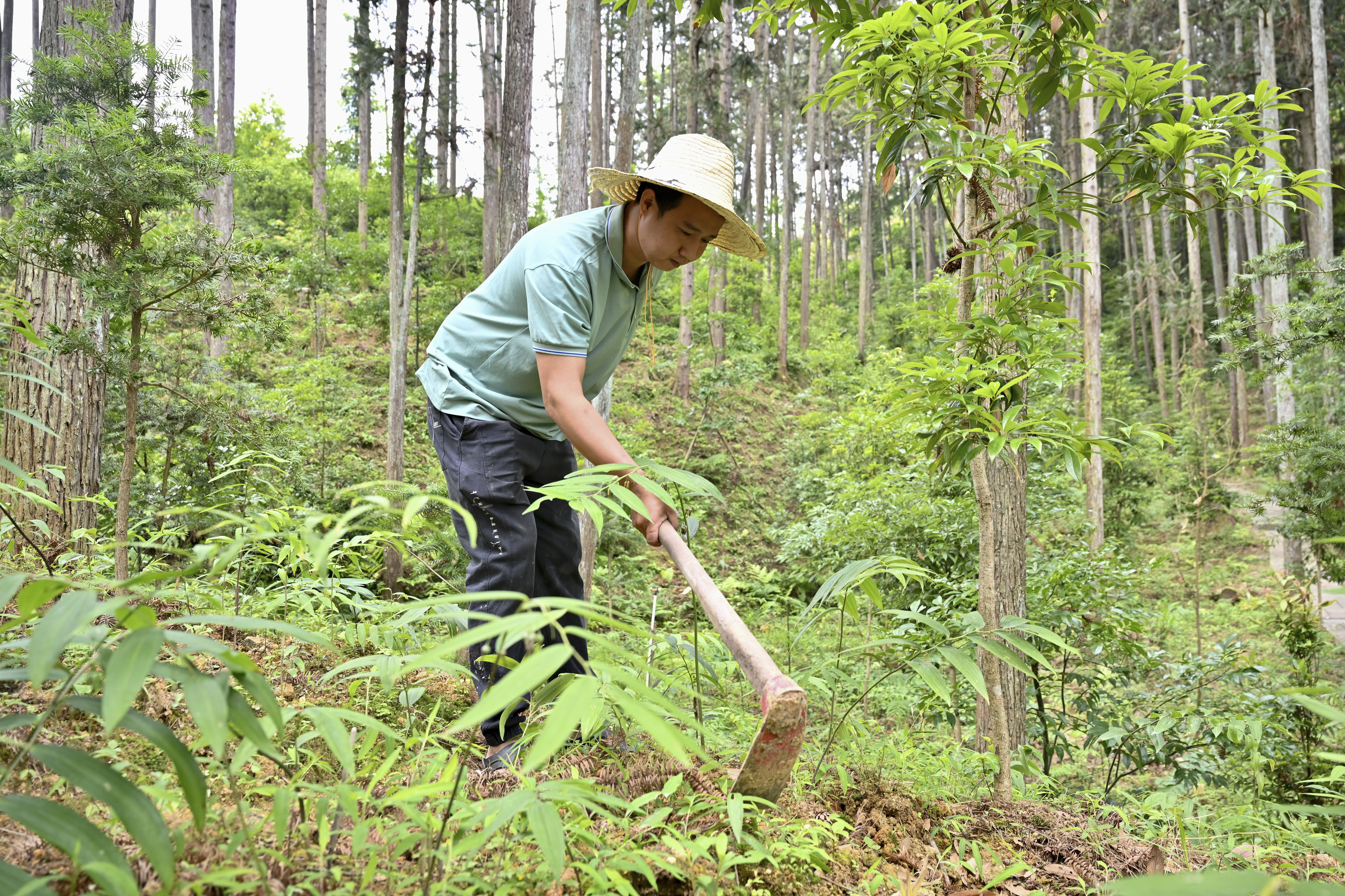 2024年5月9日，福建省三明市馬巖林下經(jīng)濟(jì)種植示范基地工人在管理林下種植的多花黃精。